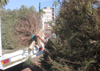 ¿Qué hacer si tienes un Pino de Navidad Natural?; Entérate aquí lo puedes llevar a tirar
