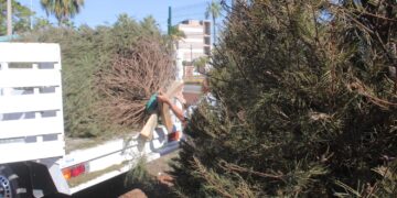 ¿Qué hacer si tienes un Pino de Navidad Natural?; Entérate aquí lo puedes llevar a tirar