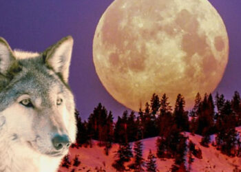 Qué es la luna del lobo que inspiró a Google para el doodle de hoy 23 de enero