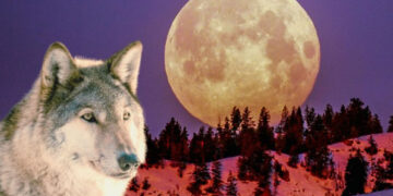Qué es la luna del lobo que inspiró a Google para el doodle de hoy 23 de enero