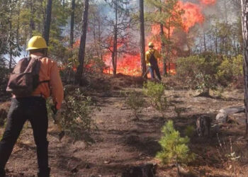Aumentan 5% los incendios forestales en México; 2024 fue el año con más hectáreas afectadas