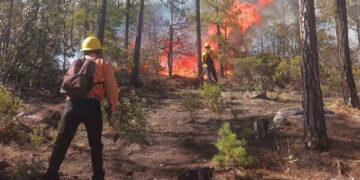 Aumentan 5% los incendios forestales en México; 2024 fue el año con más hectáreas afectadas