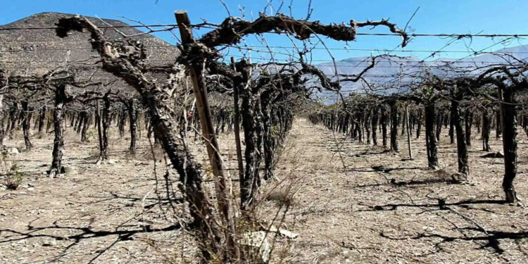 Cambio climatico agravará las sequías, que serán más largas e intensas