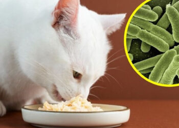Autoridades ALERTAN por famosa MARCA de COMIDA PARA GATO contaminada con salmonela, podría enfermar a tu mascota