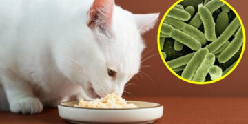 Autoridades ALERTAN por famosa MARCA de COMIDA PARA GATO contaminada con salmonela, podría enfermar a tu mascota