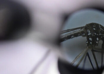 Aumentan casos de dengue en México en primeras semanas de 2025