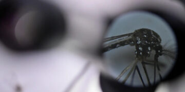 Aumentan casos de dengue en México en primeras semanas de 2025