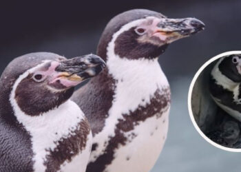 Nace un pingüino en el Acuario de Mazatlán; preparan convocatoria para ponerle nombre