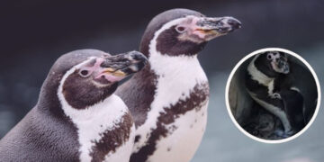 Nace un pingüino en el Acuario de Mazatlán; preparan convocatoria para ponerle nombre