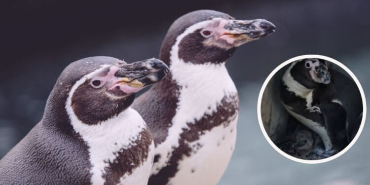 Nace un pingüino en el Acuario de Mazatlán; preparan convocatoria para ponerle nombre