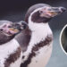 Nace un pingüino en el Acuario de Mazatlán; preparan convocatoria para ponerle nombre