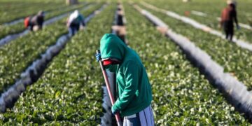 El presidente de Caades destaca los problemas y esfuerzos para superar la crisis agrícola en Sinaloa
