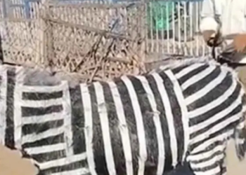 Zoológico chino provoca indignación al hacer pasar a burritos pintados como cebras