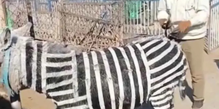 Zoológico chino provoca indignación al hacer pasar a burritos pintados como cebras