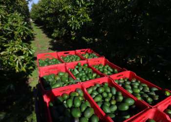 Productores de aguacate buscan diversificar sus exportaciones ante los aranceles de EE.UU.