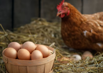 ¿Cómo la gripe aviar afecta el consumo de huevos en México?, ¿Es seguro comerlos durante el brote?