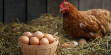 ¿Cómo la gripe aviar afecta el consumo de huevos en México?, ¿Es seguro comerlos durante el brote?