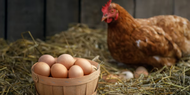 ¿Cómo la gripe aviar afecta el consumo de huevos en México?, ¿Es seguro comerlos durante el brote?