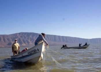 Inicia dispersión de más de mil 200 mdp para pago de Bienpesca