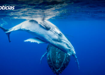 Ballena gris juvenil varada en Mazatlán; se activa operativo interinstitucional