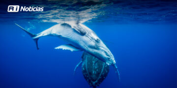 Ballena gris juvenil varada en Mazatlán; se activa operativo interinstitucional