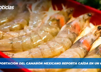 Exportación del camarón mexicano reporta caída en un 60%