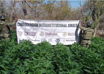 Marina destruye sembradíos de marihuana en la comunidad del Limoncito en Sinaloa