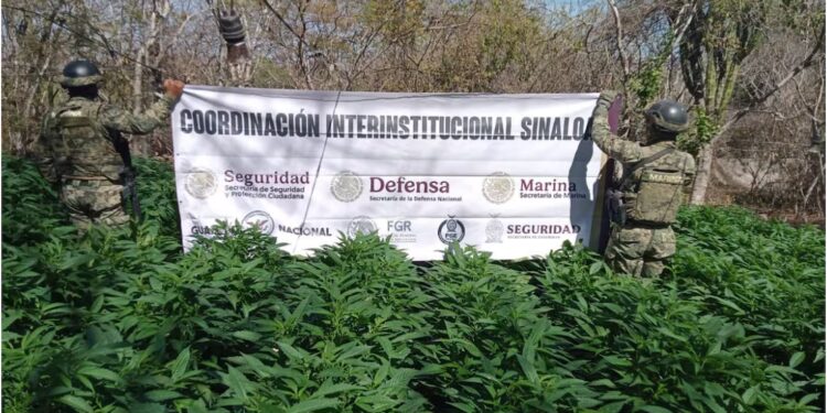 Marina destruye sembradíos de marihuana en la comunidad del Limoncito en Sinaloa