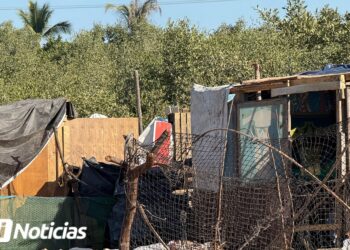 Invasores de manglares de Mazatlán ya están bajo observación de SEMARNAT