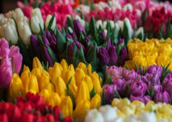 ¿Por qué regalamos flores? Esta es la historia detrás del romántico detalle