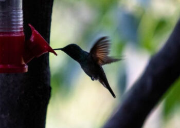 Profepa y Semarnat piden no comprar colibríes para “amarres de amor” y denunciar su venta