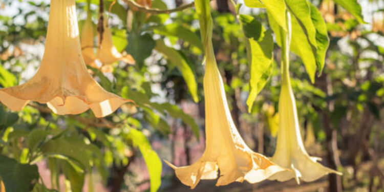 Campana del diablo, la planta que crece en los jardines de las casas y no sabías que podría matarte
