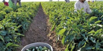 Repunte en el precio del chile alivia a agricultores de Mazatlán