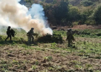 Debilitan al narco: Defensa y Fuerza Aérea queman amapola y marihuana en 6 estados