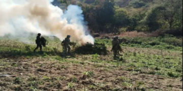 Debilitan al narco: Defensa y Fuerza Aérea queman amapola y marihuana en 6 estados
