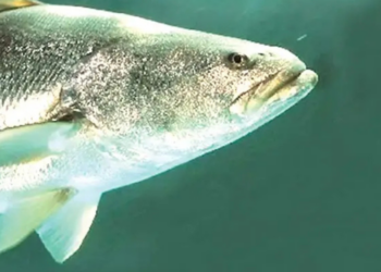 Criminales se disputan tráfico de especies marinas en el Alto Golfo de California