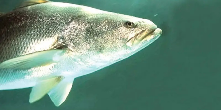 Criminales se disputan tráfico de especies marinas en el Alto Golfo de California