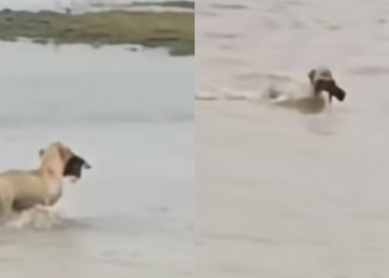Perrita rescató a su cachorro de las severas inundaciones del Tamaulipas; hecho quedó captado en video