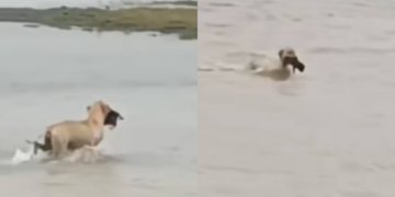 Perrita rescató a su cachorro de las severas inundaciones del Tamaulipas; hecho quedó captado en video