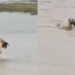 Perrita rescató a su cachorro de las severas inundaciones del Tamaulipas; hecho quedó captado en video