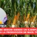 México debe seguir siendo un ejemplo mundial en cuanto a la producción de maíz: Tere Guerra