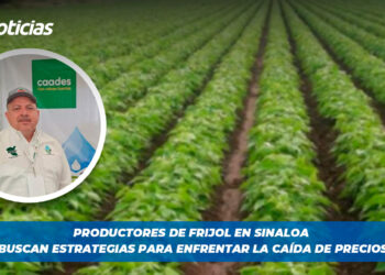 Productores de frijol en sinaloa buscan estrategias para enfrentar la caída de precios