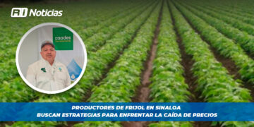 Productores de frijol en sinaloa buscan estrategias para enfrentar la caída de precios