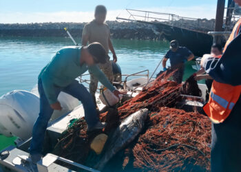 Retiran 6 mil metros de redes ilegales en el Alto Golfo de California