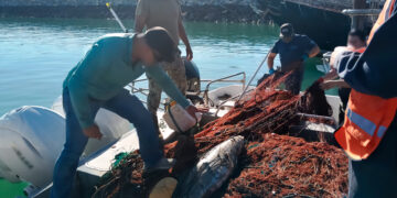 Retiran 6 mil metros de redes ilegales en el Alto Golfo de California