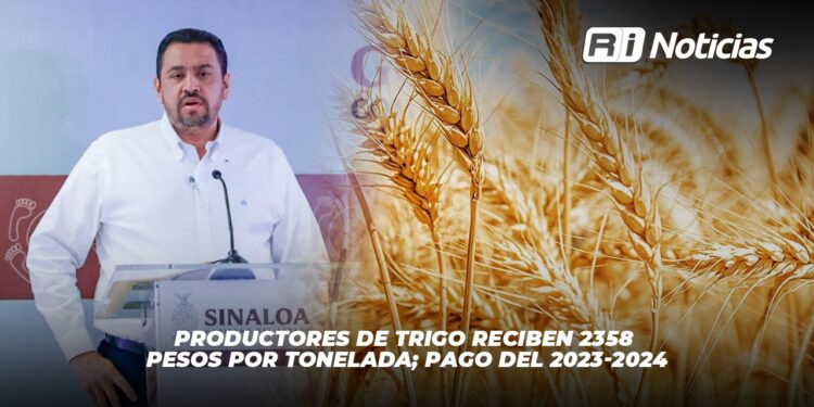 Productores de trigo reciben 2358 pesos por tonelada; pago del 2023-2024