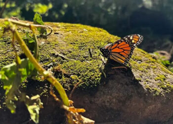 ALERTA: Mariposa monarca continúa peligrosamente camino a la extinción