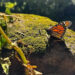 ALERTA: Mariposa monarca continúa peligrosamente camino a la extinción