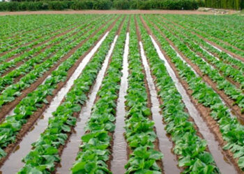 Sheinbaum anuncia la inversión 51 mil 830 mdp para tecnificar 200 mil hectáreas de riego agrícola