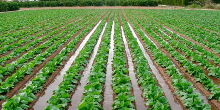 Sheinbaum anuncia la inversión 51 mil 830 mdp para tecnificar 200 mil hectáreas de riego agrícola